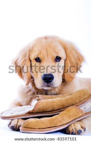 golden retriever attacks child golden retriever puppy attacks slippers breeds picture golden retriever attacks child golden retriever puppy attacks slippers breeds picture