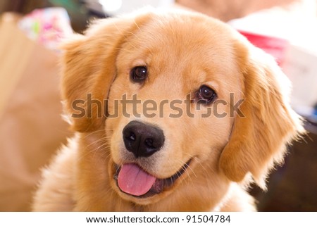 A beautiful, young golden retriever with a friendly smile on his face.