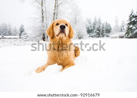 A beautiful Golden Retriever playing outside in cold winter snow.