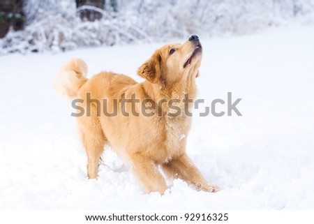 A beautiful Golden Retriever dog playing outside in white snow.