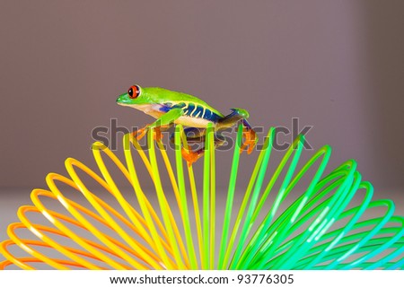 A bright, colorful red eyed tree frog climbing on a spring, coil toy.