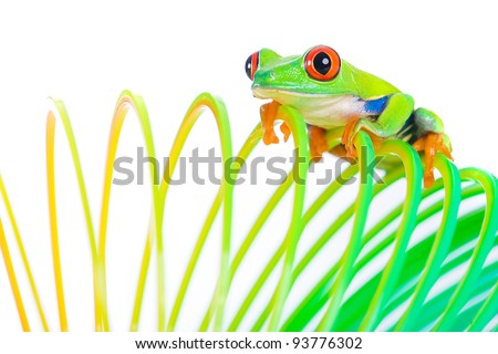 A bright, colorful red eyed tree frog climbing on a spring, coil toy.