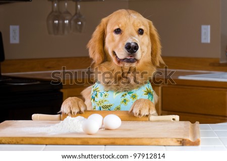 A golden retriever dog baking with eggs, flour and a rolling pin in a home kitchen. - stock photo