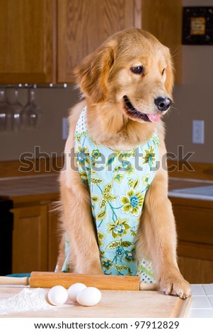 A golden retriever dog baking with eggs, flour and a rolling pin in a home kitchen.