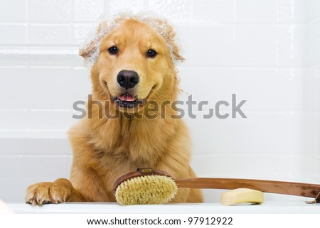A happy Golden Retriever dog ready to take a bath in the tub.  He is wearing a shower cap and has a scrub brush and bar of soap ready to use.