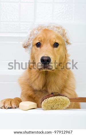 A golden retriever dog preparing for a bath.  He has an unhappy expression on his face and is wearing a shower cap with a bar of soap and a scrub brush ready to go.