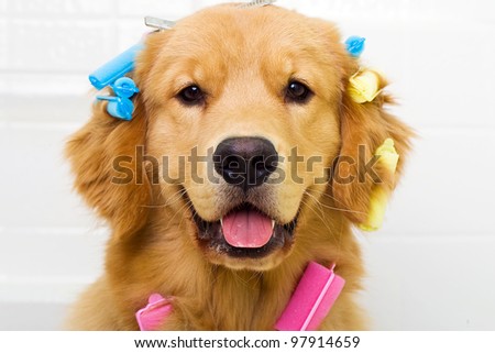 A funny photograph of a golden retriever dog sitting in a bath tub with colorful hair curlers attached to his long coat of fur.