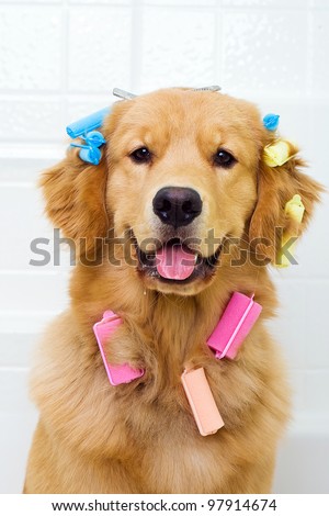 A funny photograph of a golden retriever dog sitting in a bath tub with colorful hair curlers attached to his long coat of fur.