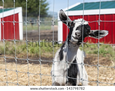 Black and white goat looking through a fence in the barnyard