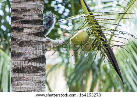 Variegated tree squirrel looks towards a partly chewed coconut in a palm tree