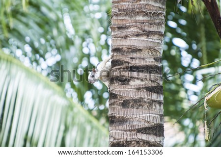 Variegated tree squirrel peeks around the trunk of a coconut palm tree