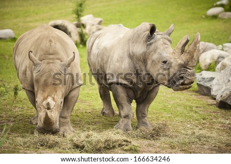Two white rhinoceros walk together through the grass