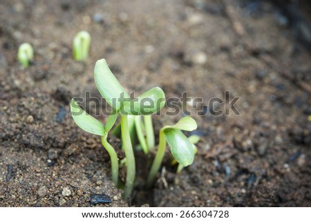 New plant sprouts break through the ground and open their first leaves