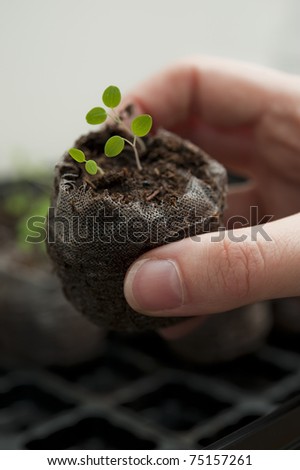 Hand holding a peat Pellet of newly sprouting plants