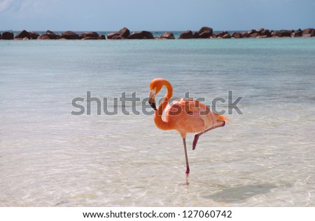 Pink flamingo standing in one leg
