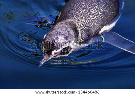 BARCELONA - SEP 3: A penguin in the water at the Zoo of Barcelona on September 3, 2013 in Barcelona, Spain.