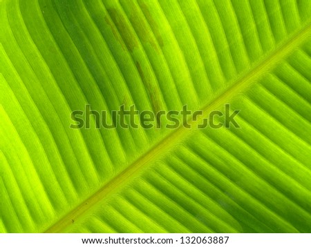a photo of season of Banana leaves / Banana leaves background