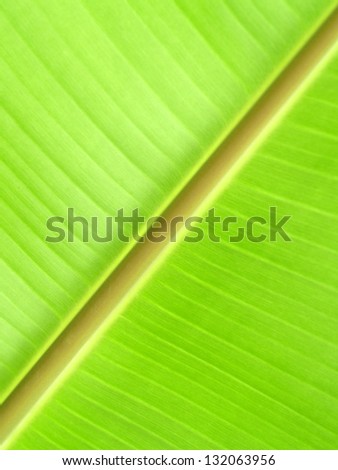 a photo of season of Banana leaves / Banana leaves background