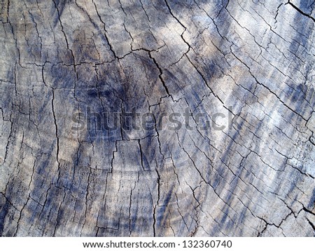 tree background Wall tree texture