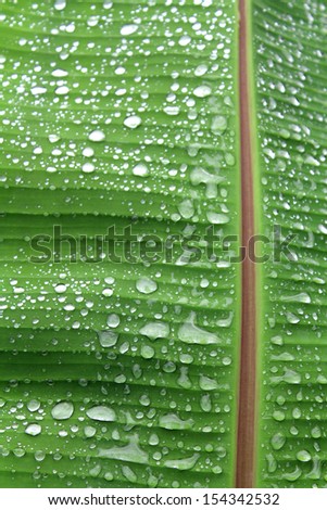 banana tree leaf with raindrops