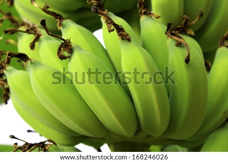 Green Banana Young green banana on tree