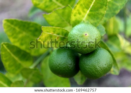 Fresh limes on lime  tree