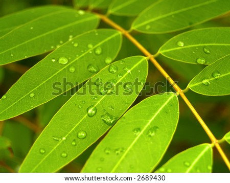 A image of   wet leaves after the rain