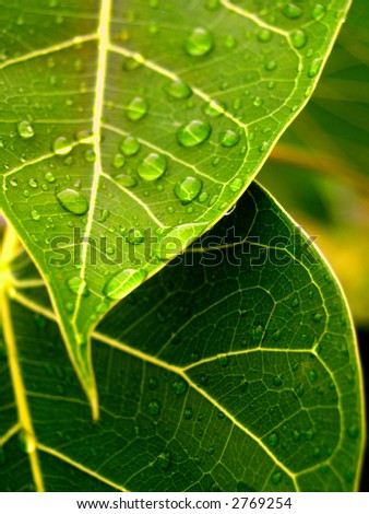 stock images nature. stock photo : nature life