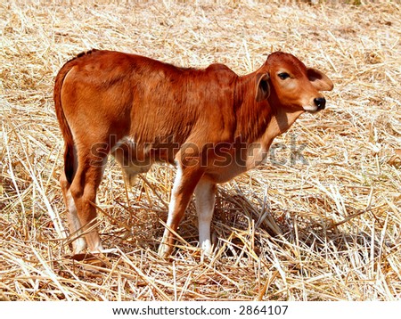 An image of  Cow in the thailand  country