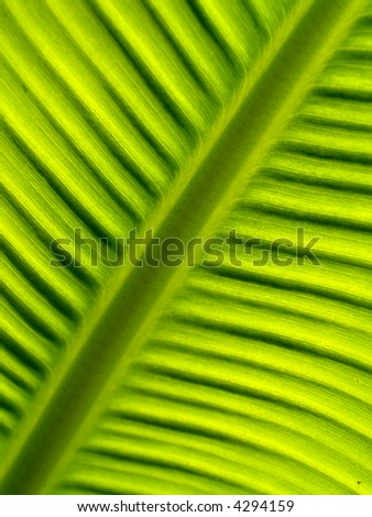 a  photo  of  season of  Banana leaves and drop water  / Banana leaves  background