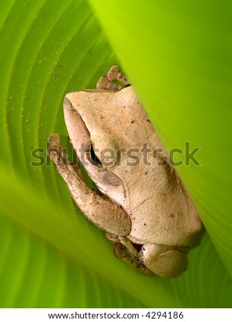 a photo of   frog macro