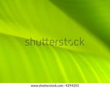 a  photo  of  season of  Banana leaves and drop water  / Banana leaves  background