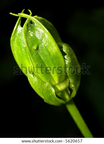Closeup  plant    background / plant  form and  leaves  in  nature life  Closeup abstraction of a  plant  leaves