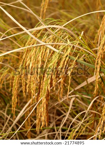a  photo of   Rice farm  in  thailand