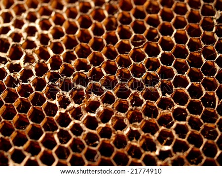 a  photo of   honey cell  wall  / photo of Bee Hive