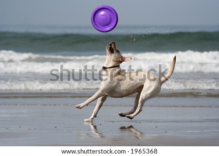 dog catching the disc in the beach