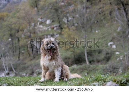 dog seated with open mouth