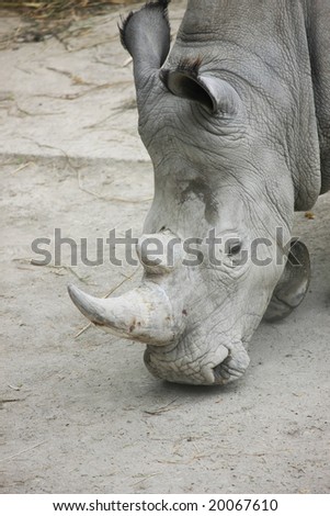 Portrait a rhinoceros walking - front view