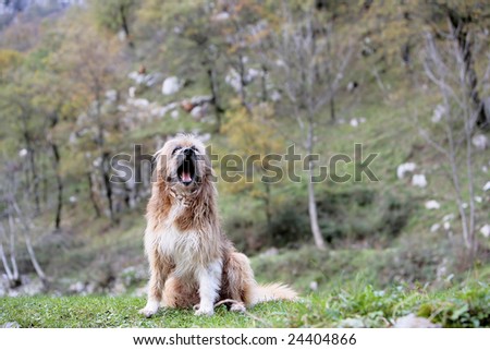dog seated with open mouth