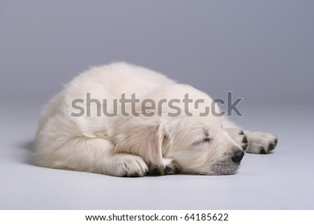 golden retriever puppy sleeping. images makeup golden retriever