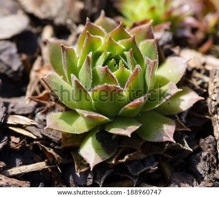 Close up of hen and chick or crassulaceae succulent flower