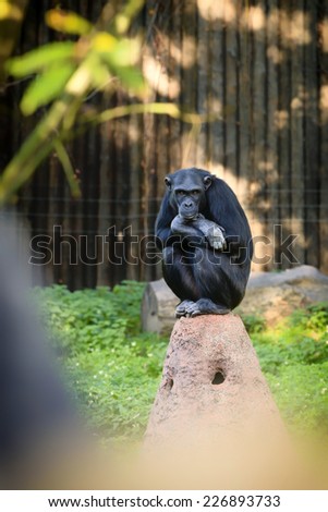 Chimpanzees in the zoo