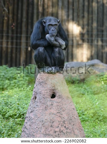 Chimpanzees in the zoo
