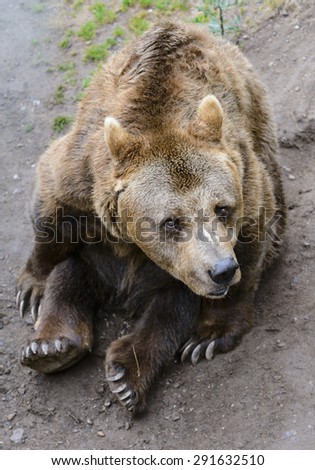 Friendly brown bear sitting and waving a paw in the zoo