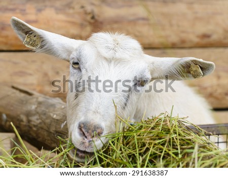 Funny goat grazing