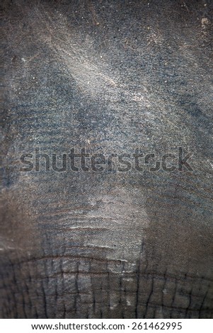 Skin of elephant. Texture