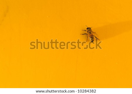A yellow jacket or honey bee on a yellow background.