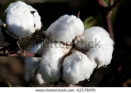 The fluffy bolls of the cotton plant.