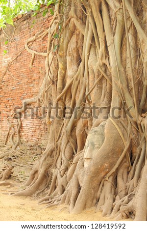 Sandstone Buddha head covered tree root near brick wall.