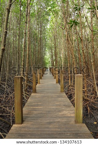 Wooden pole path walk to tropical forest.